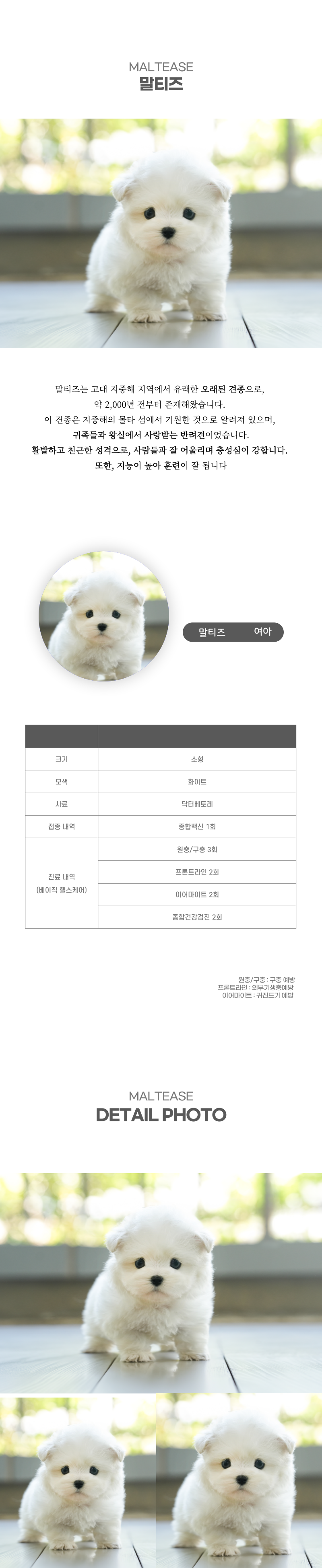 말티즈_상세이미지_2